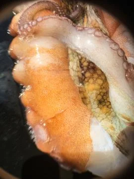 Octopus background unit isolate Stock Photos