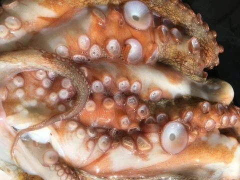 Octopus background unit isolate Stock Photos