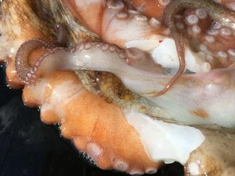 Octopus background unit isolate Stock-Fotos