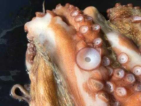 Octopus background unit isolate Stock Photos