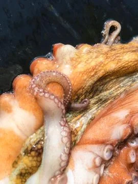 Octopus background unit isolate Stock Photos