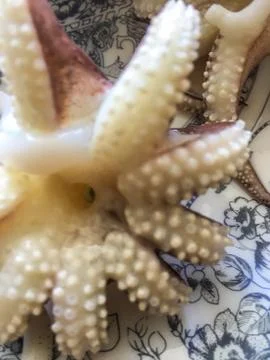 Octopus background unit isolate Stock Photos