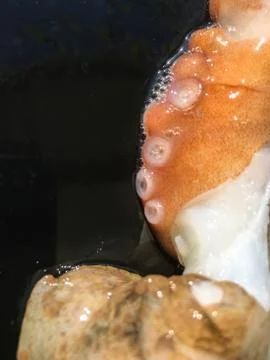 Octopus background unit isolate Stock Photos