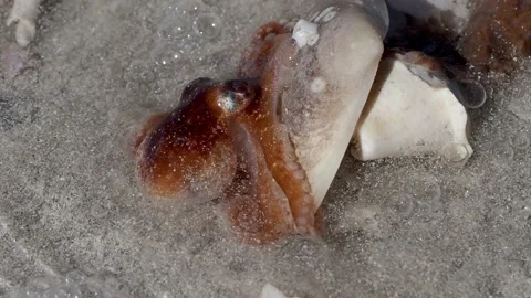 Octopus on the beach. Stock Footage 143806887