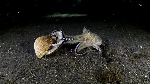 Octopus behavior Stock Footage 252016780