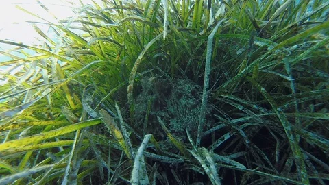 Octopus between grass Stock Footage 117197335