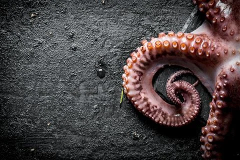 Octopus on black rustic background Stock-Fotos