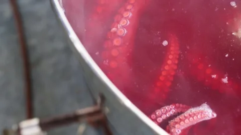 Octopus boiling in a pot Stock Footage 277134211