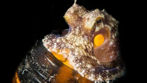 Octopus in the Bottle Stock Photos