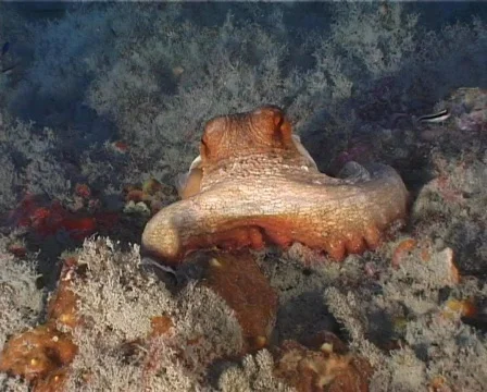 Octopus (C051) 動画素材 100745