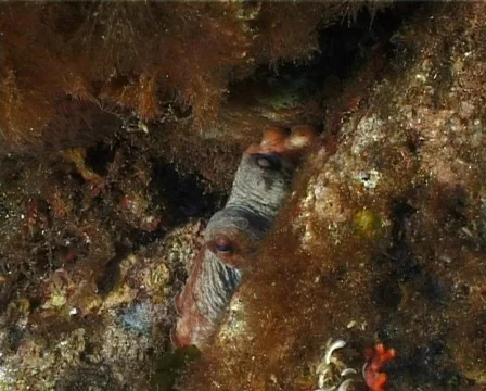 Octopus (C052) 動画素材 100750