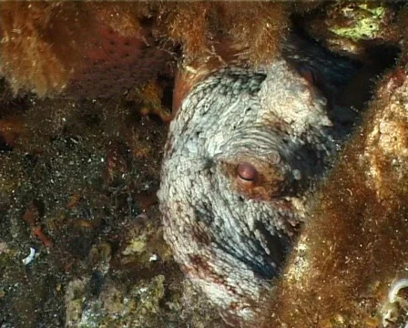 Octopus (C053) 動画素材 100758