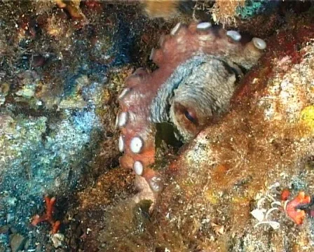 Octopus (C054) 動画素材 100761