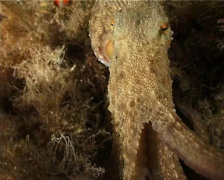 Octopus (C056) 動画素材 100766