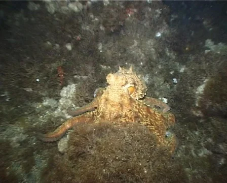 Octopus (C058) 動画素材 100792