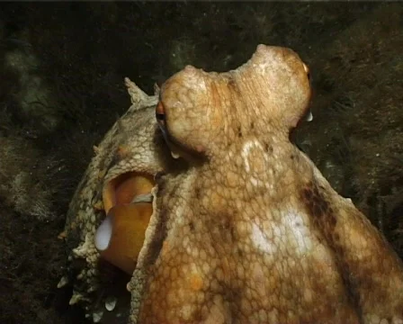 Octopus (C059) 動画素材 100819
