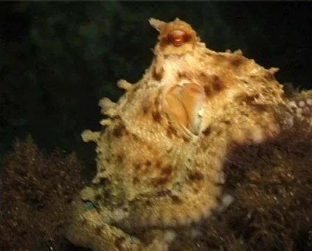 Octopus (C060) 動画素材 100830