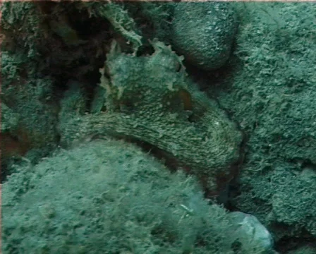 Octopus (C061) 動画素材 100838