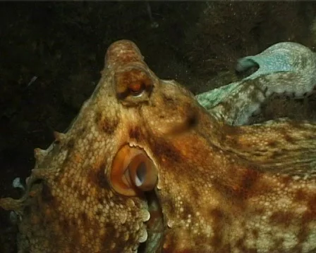 Octopus (C063) 動画素材 100844