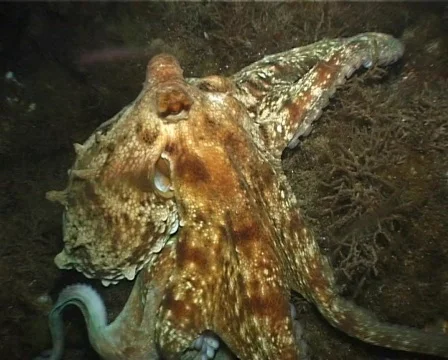 Octopus (C064) 動画素材 100852