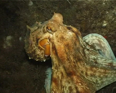 Octopus (C065) Video stock 100863