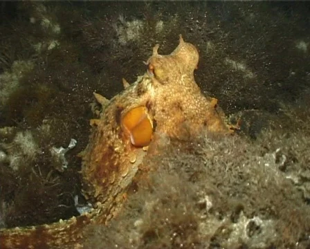Octopus (C066) 動画素材 100874
