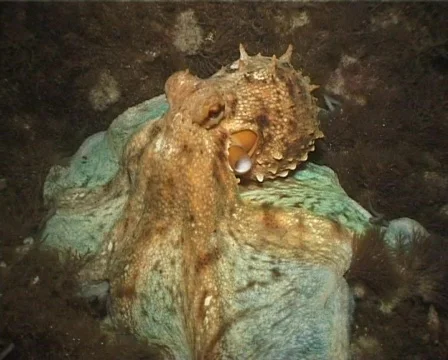 Octopus (C067a) Stock Footage