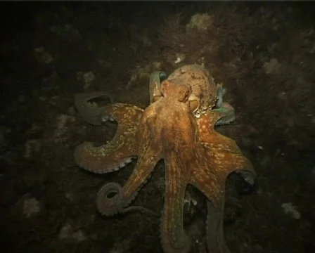 Octopus (C067b) 動画素材 100900