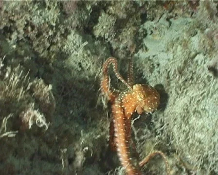 Octopus (C070) 動画素材 103028