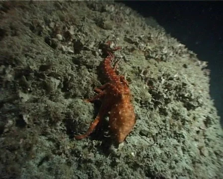 Octopus (C071) Video stock 103049