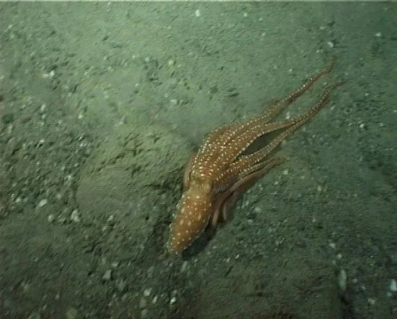 Octopus (C072) 動画素材 103065
