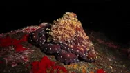 Octopus Caught In The Depths Of The Andaman Sea. Andaman Islands, India Stock Footage