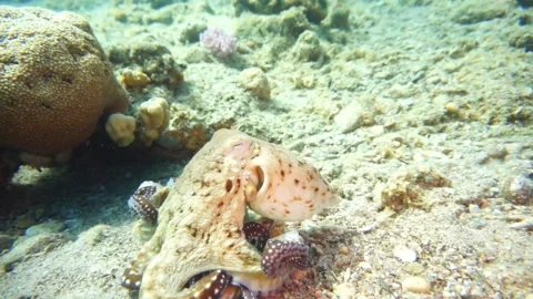 Octopus changes colors Stock Footage 310906297