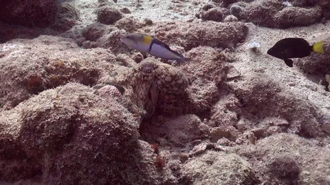 Octopus changes patterns Stock Footage 100256757