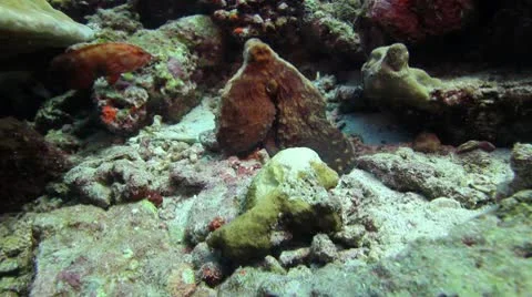 Octopus changing colors Stock Footage 10753311