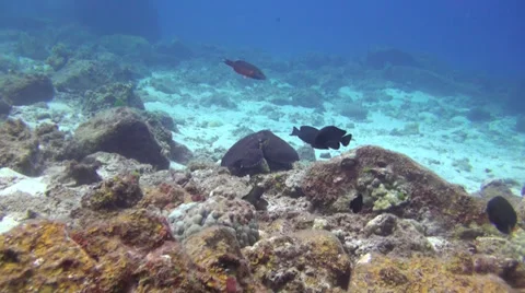 Octopus changing colors Stock Footage 28898987