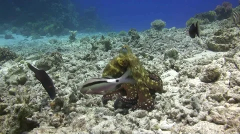 Octopus changing colour &amp; surface Stock Footage 46753262