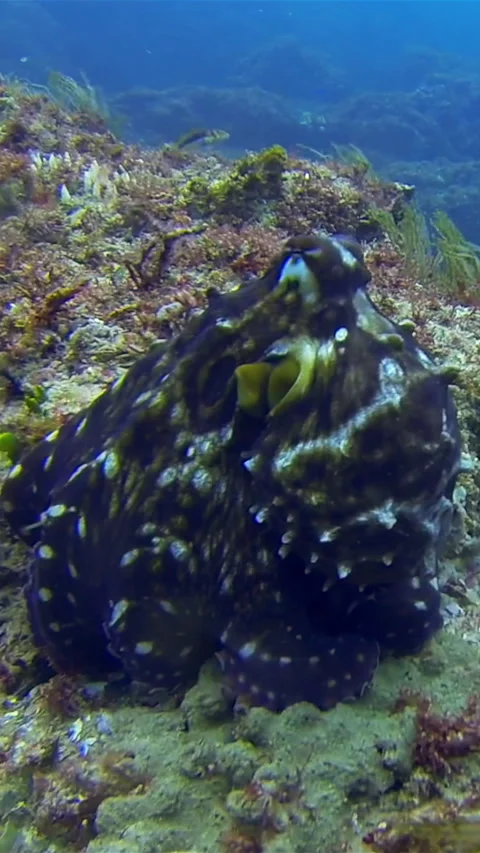 Octopus Changing Shape &amp; Colour.Dramatic Colorful Camouflage.Squid Marine Life Stock Footage 310481386