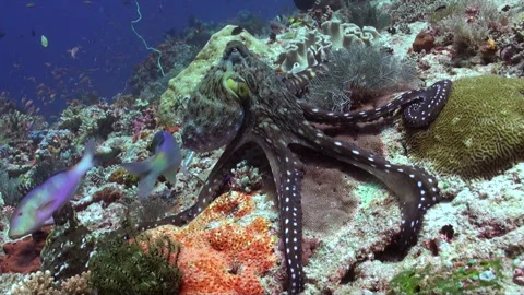 Octopus close-up on bright corals and fish in underwater world of Bali. Stock Footage 246324015