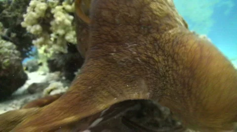 Octopus - close up Stock Footage 737364