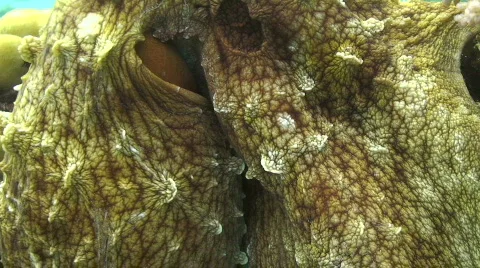 Octopus -  close up Stock Footage 738118