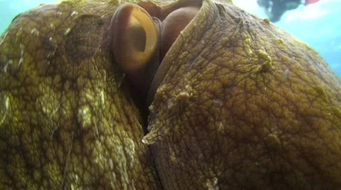 Octopus - Close up Stock Footage 738121