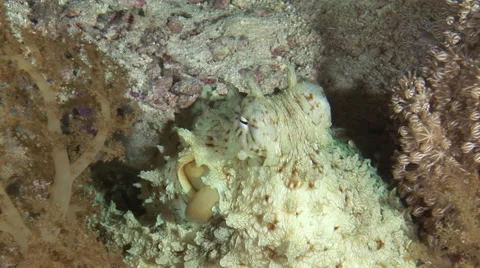 Octopus close-up moving through soft corals, Red Sea, Egypt Video stock 62286957