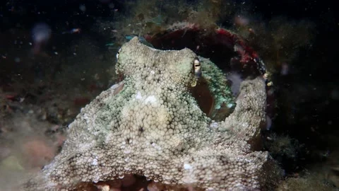 Octopus close up night time Stock Footage 233186409