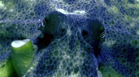 Octopus, close shot of head Stock Footage 42889357