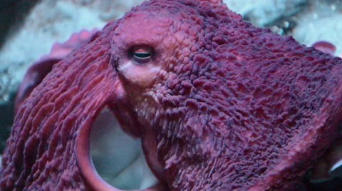 Octopus Closeup 01 Stock Footage 40028024