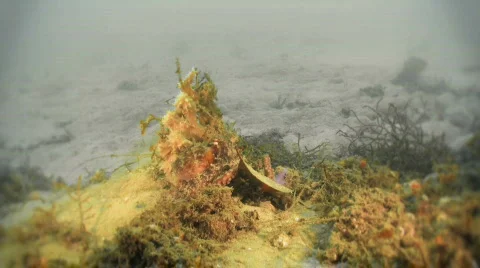 Octopus with color effect Stock Footage 474593