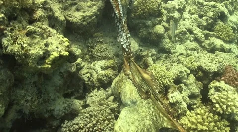 Octopus on Coral Reef Stock Footage 51798415