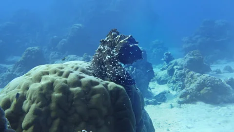 Octopus on coral reef Stock Footage 314296473