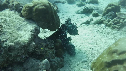 Octopus on coral reef Stock Footage 314296501